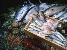 相模湾の豊富な種類の魚を扱う